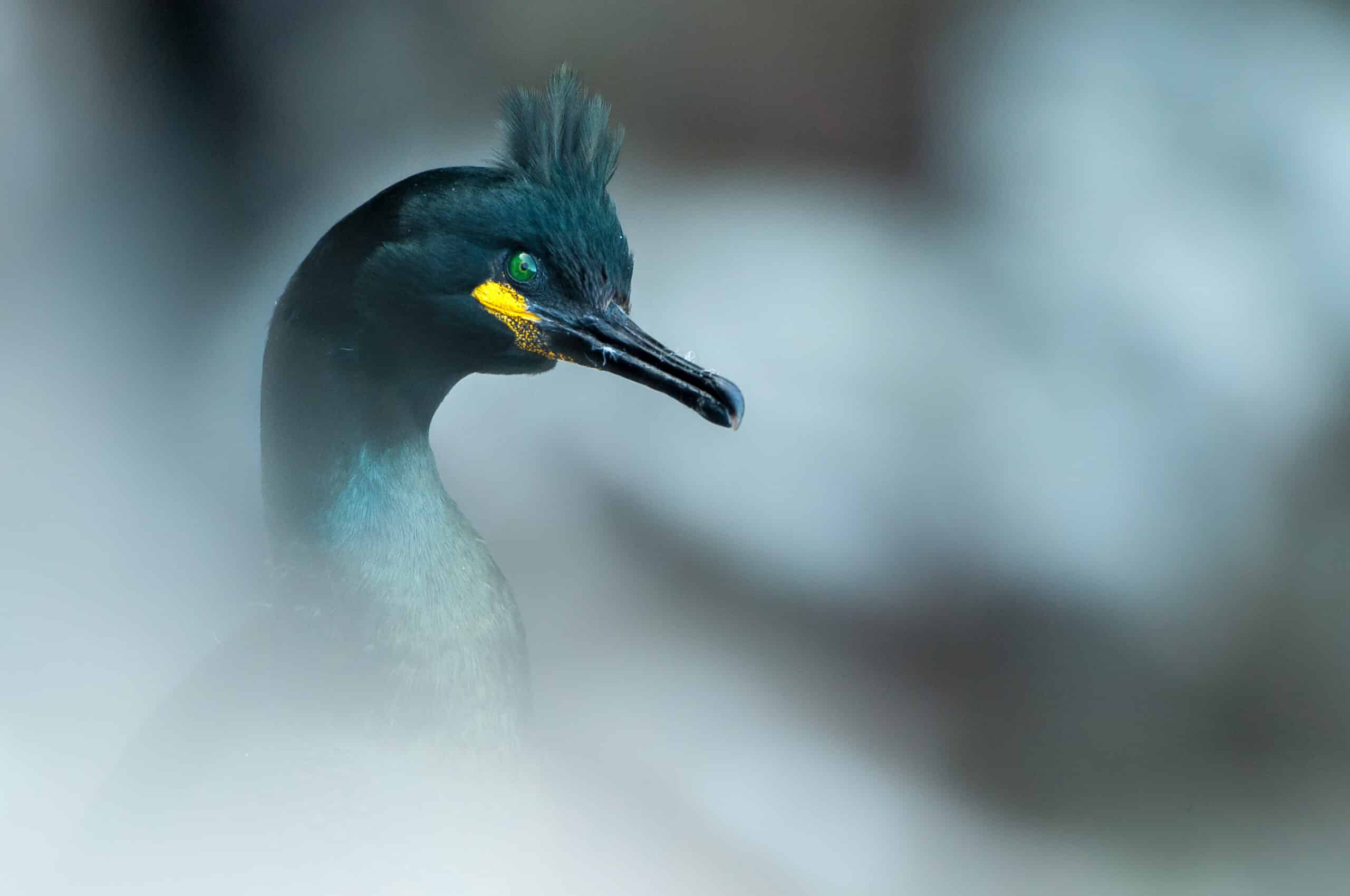 Crested cormorant - Emmanuel Frary