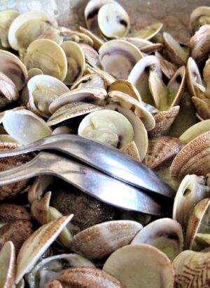 Cuisiner les coquillages – Destination Presqu’île de Crozon Aulne Maritime