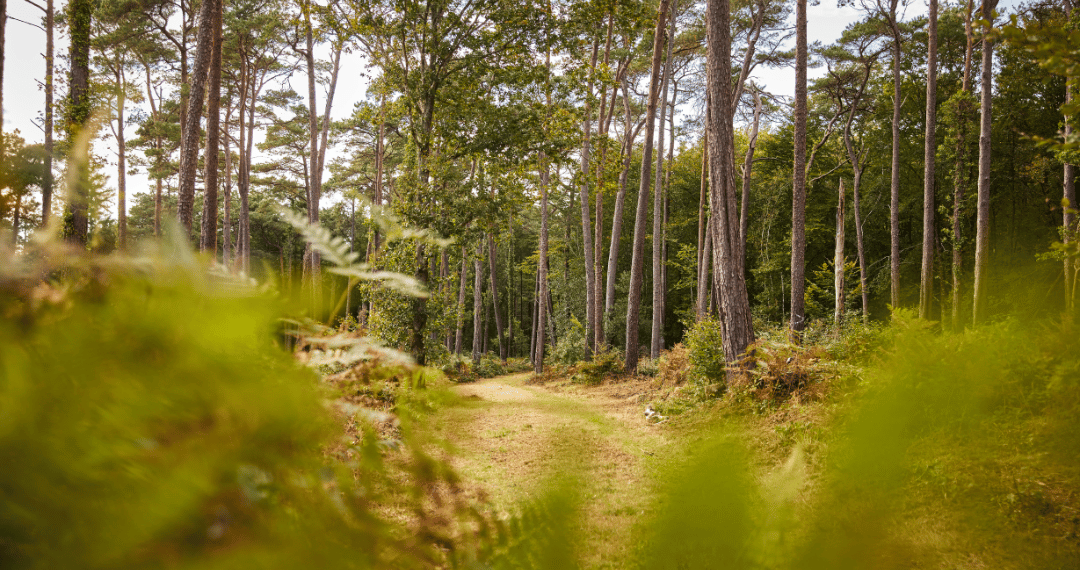 Wald von Landevennec