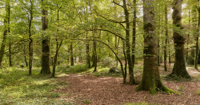 Forêt d'Argol